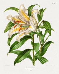 Lilium Speciosum Imperiale, Lilium Auratum chromolithograph plates by Abraham Jacobus Wendel. Digitally enhanced from our own 1879 edition plates of Nederlandsche flora en pomona.