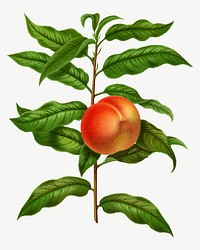 Vintage royal george peach illustration, collage element psd. Remixed from our own original 1879 edition of Nederlandsche Flora en Pomona. 