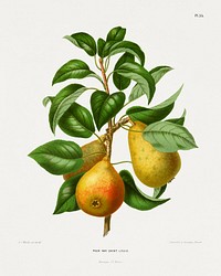 Peer Var. Saint Louis (Pear) chromolithograph plates by Abraham Jacobus Wendel. Digitally enhanced from our own 1879 edition plates of Nederlandsche flora en pomona.