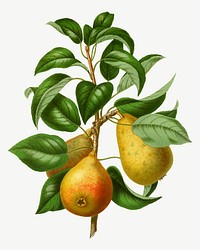 Vintage pears illustration, collage element psd. Remixed from our own original 1879 edition of Nederlandsche Flora en Pomona. 