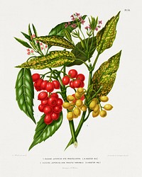 1. Aucuba Japonica Hyb. Macrocarpa 2. Aucuba Japonica Hyb. Fructu Variabili (Japanese Aucuba) chromolithograph plates by Abraham Jacobus Wendel. Digitally enhanced from our own 1879 edition plates of Nederlandsche flora en pomona.