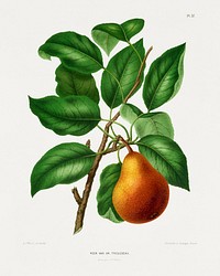 Peer Var. Dr. Trousseau (Pear) chromolithograph plates by Abraham Jacobus Wendel. Digitally enhanced from our own 1879 edition plates of Nederlandsche flora en pomona.