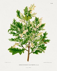 Quercus Fastigeata Foliis Punctata (Oak) chromolithograph plates by Abraham Jacobus Wendel. Digitally enhanced from our own 1879 edition plates of Nederlandsche flora en pomona.
