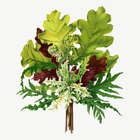 Vintage oak branch illustration, collage element psd. Remixed from our own original 1879 edition of Nederlandsche Flora en Pomona. 