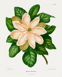 Magnolia Thompsoniana chromolithograph plates by Abraham Jacobus Wendel. Digitally enhanced from our own 1879 edition plates of Nederlandsche flora en pomona.
