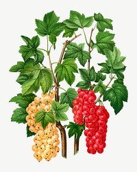 Vintage red currant illustration, collage element psd. Remixed from our own original 1879 edition of Nederlandsche Flora en Pomona. 