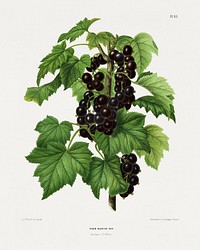 Blackcurrant (Ribis Nigrum) chromolithograph plates by Abraham Jacobus Wendel. Digitally enhanced from our own 1879 edition plates of Nederlandsche flora en pomona.