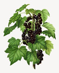 Vintage blackcurrant illustration. Remixed from our own original 1879 edition of Nederlandsche Flora en Pomona. 