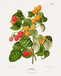 Frambozen (Raspberry) chromolithograph plates by Abraham Jacobus Wendel. Digitally enhanced from our own 1879 edition plates of Nederlandsche flora en pomona.