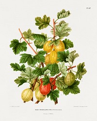 Gooseberries (Ribis Grossularia Hyb.) chromolithograph plates by Abraham Jacobus Wendel. Digitally enhanced from our own 1879 edition plates of Nederlandsche flora en pomona.