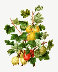 Vintage gooseberries illustration, collage element psd. Remixed from our own original 1879 edition of Nederlandsche Flora en Pomona. 