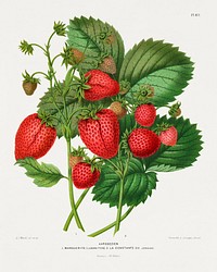 Aardbezien (strawberry) chromolithograph plates by Abraham Jacobus Wendel. Digitally enhanced from our own 1879 edition plates of Nederlandsche flora en pomona.