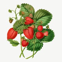 Vintage strawberry illustration, collage element psd. Remixed from our own original 1879 edition of Nederlandsche Flora en Pomona. 