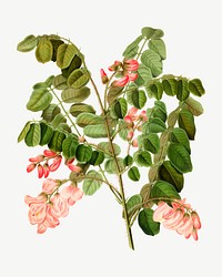 Vintage robinia hispida illustration, collage element psd. Remixed from our own original 1879 edition of Nederlandsche Flora en Pomona. 