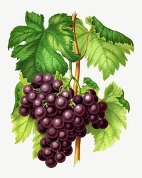 Vintage grapes illustration, collage element psd. Remixed from our own original 1879 edition of Nederlandsche Flora en Pomona. 