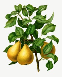 Vintage pears illustration, collage element psd. Remixed from our own original 1879 edition of Nederlandsche Flora en Pomona. 