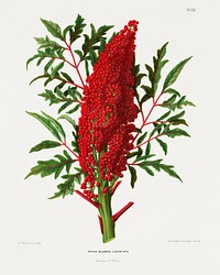 Rhus Glabra Laciniata chromolithograph plates by Abraham Jacobus Wendel. Digitally enhanced from our own 1879 edition plates of Nederlandsche flora en pomona.