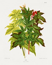 Acer chromolithograph plates by Abraham Jacobus Wendel. Digitally enhanced from our own 1879 edition plates of Nederlandsche flora en pomona.