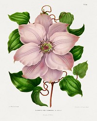 Glematis Hyb. Sieboldia chromolithograph plates by Abraham Jacobus Wendel. Digitally enhanced from our own 1879 edition plates of Nederlandsche flora en pomona.