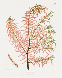 Salt Cedar (Tamarix Tetrandra) chromolithograph plates by Abraham Jacobus Wendel. Digitally enhanced from our own 1879 edition plates of Nederlandsche flora en pomona.