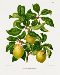 Pruim Var Coe's Goldendrop (Plum) chromolithograph plates by Abraham Jacobus Wendel. Digitally enhanced from our own 1879 edition plates of Nederlandsche flora en pomona.