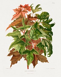 The Norway maple (Acer Platanoides) chromolithograph plates by Abraham Jacobus Wendel. Digitally enhanced from our own 1879 edition plates of Nederlandsche flora en pomona.
