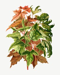 Vintage maple leaves illustration, collage element psd. Remixed from our own original 1879 edition of Nederlandsche Flora en Pomona. 