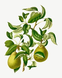 Vintage pears illustration, collage element psd. Remixed from our own original 1879 edition of Nederlandsche Flora en Pomona. 