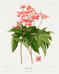 Spiraea Palmata chromolithograph plates by Abraham Jacobus Wendel. Digitally enhanced from our own 1879 edition plates of Nederlandsche flora en pomona.