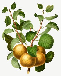 Vintage pears illustration, collage element psd. Remixed from our own original 1879 edition of Nederlandsche Flora en Pomona. 