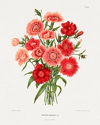 rainbow pink flower (Dianthus Chinensis Var.) chromolithograph plates by Abraham Jacobus Wendel. Digitally enhanced from our own 1879 edition plates of Nederlandsche flora en pomona.