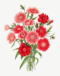 Vintage dianthus flower illustration, collage element psd. Remixed from our own original 1879 edition of Nederlandsche Flora en Pomona. 