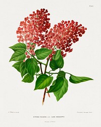 Syringa Vulgaris Var Aline Mocqueris chromolithograph plates by Abraham Jacobus Wendel. Digitally enhanced from our own 1879 edition plates of Nederlandsche flora en pomona.