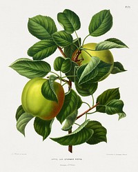 Appel Var. Sturmer Pippin (Apple) chromolithograph plates by Abraham Jacobus Wendel. Digitally enhanced from our own 1879 edition plates of Nederlandsche flora en pomona.