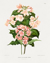 Weifelia Hyb. Madame Lemoine chromolithograph plates by Abraham Jacobus Wendel. Digitally enhanced from our own 1879 edition plates of Nederlandsche flora en pomona.