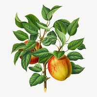 Vintage apple illustration, collage element psd. Remixed from our own original 1879 edition of Nederlandsche Flora en Pomona. 