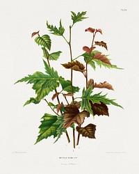 Betula Alba Var. chromolithograph plates by Abraham Jacobus Wendel. Digitally enhanced from our own 1879 edition plates of Nederlandsche flora en pomona.