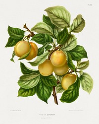 Pruim Var. Jefferson (Prune) chromolithograph plates by Abraham Jacobus Wendel. Digitally enhanced from our own 1879 edition plates of Nederlandsche flora en pomona.