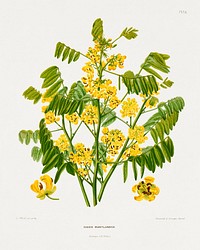 Maryland wild senna (Cassia Marylandica) chromolithograph plates by Abraham Jacobus Wendel. Digitally enhanced from our own 1879 edition plates of Nederlandsche flora en pomona.