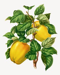 Vintage apple illustration. Remixed from our own original 1879 edition of Nederlandsche Flora en Pomona. 