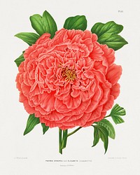 Faeonia Arborea Var. Elisabeth (Casoretti) chromolithograph plates by Abraham Jacobus Wendel. Digitally enhanced from our own 1879 edition plates of Nederlandsche flora en pomona.