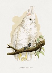 Goffin's Cockatoo (Cacatua goffiniana) colored wood-engraved plate by Alexander Francis Lydon. Digitally enhanced from our own 1884 edition plates of Parrots in Captivity.