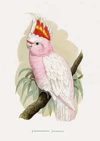 Leadbeater's Cockatoo (Lophochroa leadbeateri) colored wood-engraved plate by Alexander Francis Lydon. Digitally enhanced from our own 1884 edition plates of Parrots in Captivity.