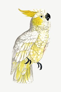 Lesser lemon-crested cockatoo, vintage bird illustration psd. Remixed by rawpixel.