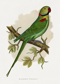 Alexandrine Parakeet (Psittacula eupatria) colored wood-engraved plate by Alexander Francis Lydon. Digitally enhanced from our own 1884 edition plates of Parrots in Captivity.