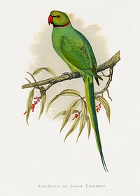 Ring-Necked or Bengal Parakeet (Psittacula columboides) colored wood-engraved plate by Alexander Francis Lydon. Digitally enhanced from our own 1884 edition plates of Parrots in Captivity.