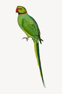 Bengal parakeet vintage bird illustration. Remixed by rawpixel.