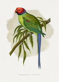 Blossom-Headed Parrakeet (Psittacula roseata) colored wood-engraved plate by Alexander Francis Lydon. Digitally enhanced from our own 1884 edition plates of Parrots in Captivity.