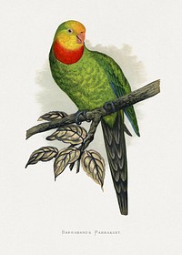 Barraband's Parakeet (Polytelis swainsonii) colored wood-engraved plate by Alexander Francis Lydon. Digitally enhanced from our own 1884 edition plates of Parrots in Captivity.