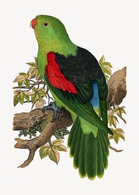 Red-winged parakeet vintage bird illustration. Remixed by rawpixel.